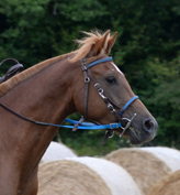 Bango Coutillas ( KAnda'haar x Filante / Toustem) Hongre DSA 75% GAGNANT CEI** Buch 2021