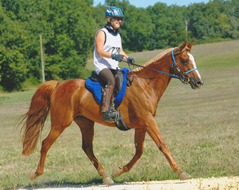 Bassala Coutillas (Nabath x Nedjma de la Nie par Oumzil Tobiha et Moukala bint Fata) GAGNANTE CEN** Monapzier 2021 , 9ème CHAMPIONNAT DE FRANCE 120km? 7ème CEI* Monpazier 2020