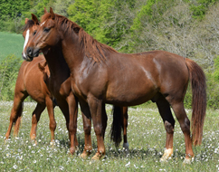 Djaf'Haar (Kanda'haar x Brise d'Avril II / Kesberoy) GAGNANT 80km VI Montipouret