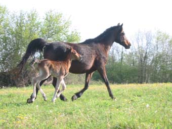 Ibiska et  Poppy du coutillas à 3 jours