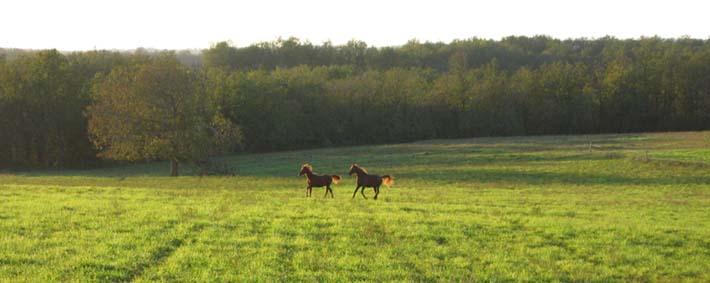 Relsik et Qoum du coutillas Automne 2006