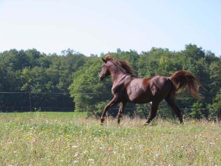 Vido de Kanda'haar talon arabe endurance  l'levager de chevaux d'endurance du coutillas