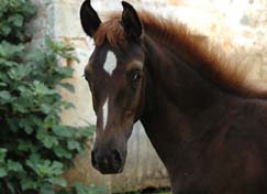 Shaloul du coutillas ( Kanda'haar*** et Thichka par Darif) Vendu . Cliquez ici