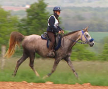 Tasminah Coutillas (Khadar*** x Abhishah***/Fawzan****) Jument Arabe classé sur 60km,Vendue,  Cliquez ici