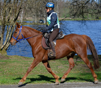 Watiqa Coutillas ( Kanda'haar x Brise d'Aviril II/Kesberoy) Jument DSA 7ans 2ème  90km VI Mazerolles 2015